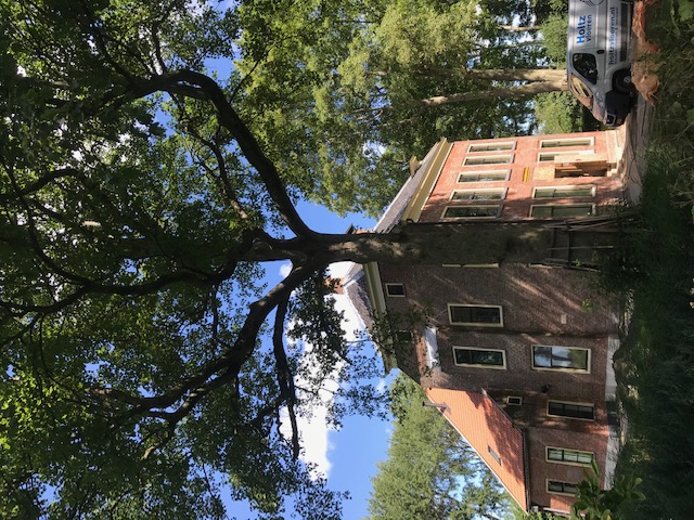 Er staan enkele prachtige bomen rond de borg. Een aantal daarvan zijn vanwege de verbouwing verplaatst.