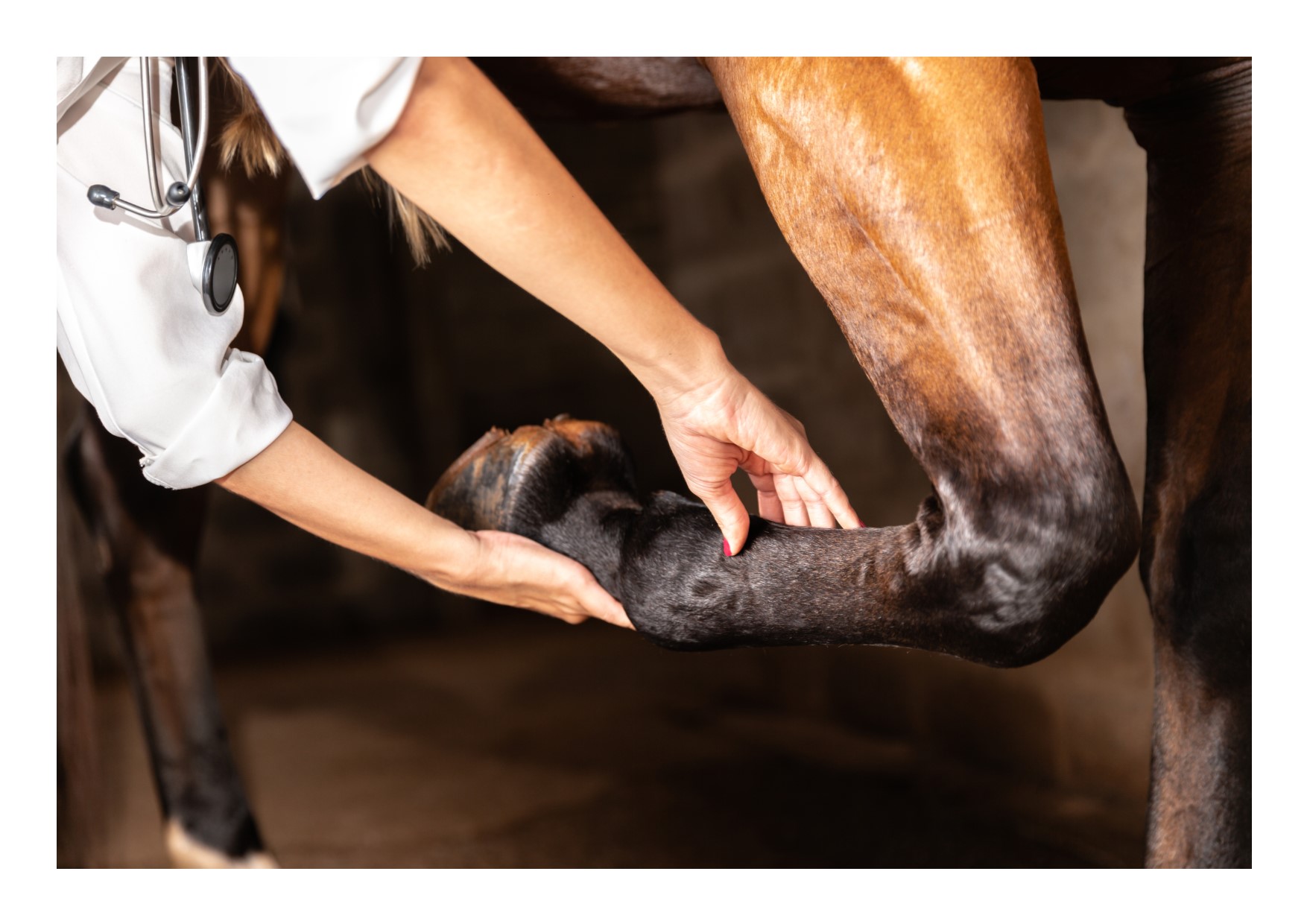 Ieder mens maakt fouten, ook de dierenarts - Leidt een (onjuist) keuringsrapport tot aansprakelijkheid van de dierenarts?