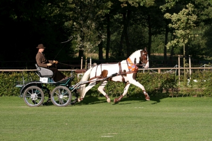 paarden foto diesel