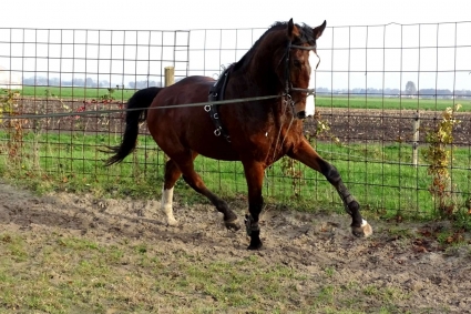 paarden foto farell