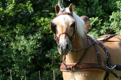 Menteam P&K paarden slider