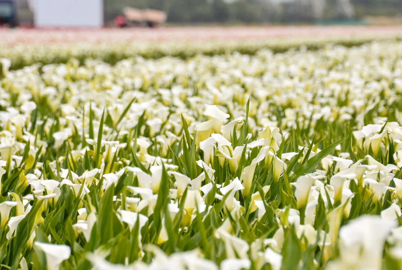 Gewasbeschermingsmiddelen in strijd met het voorzorgsbeginsel?