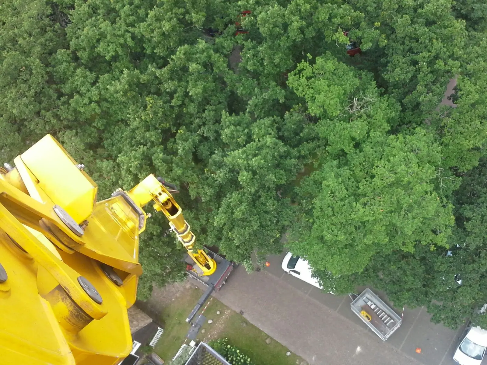 Boom omzagen met hoogwerker