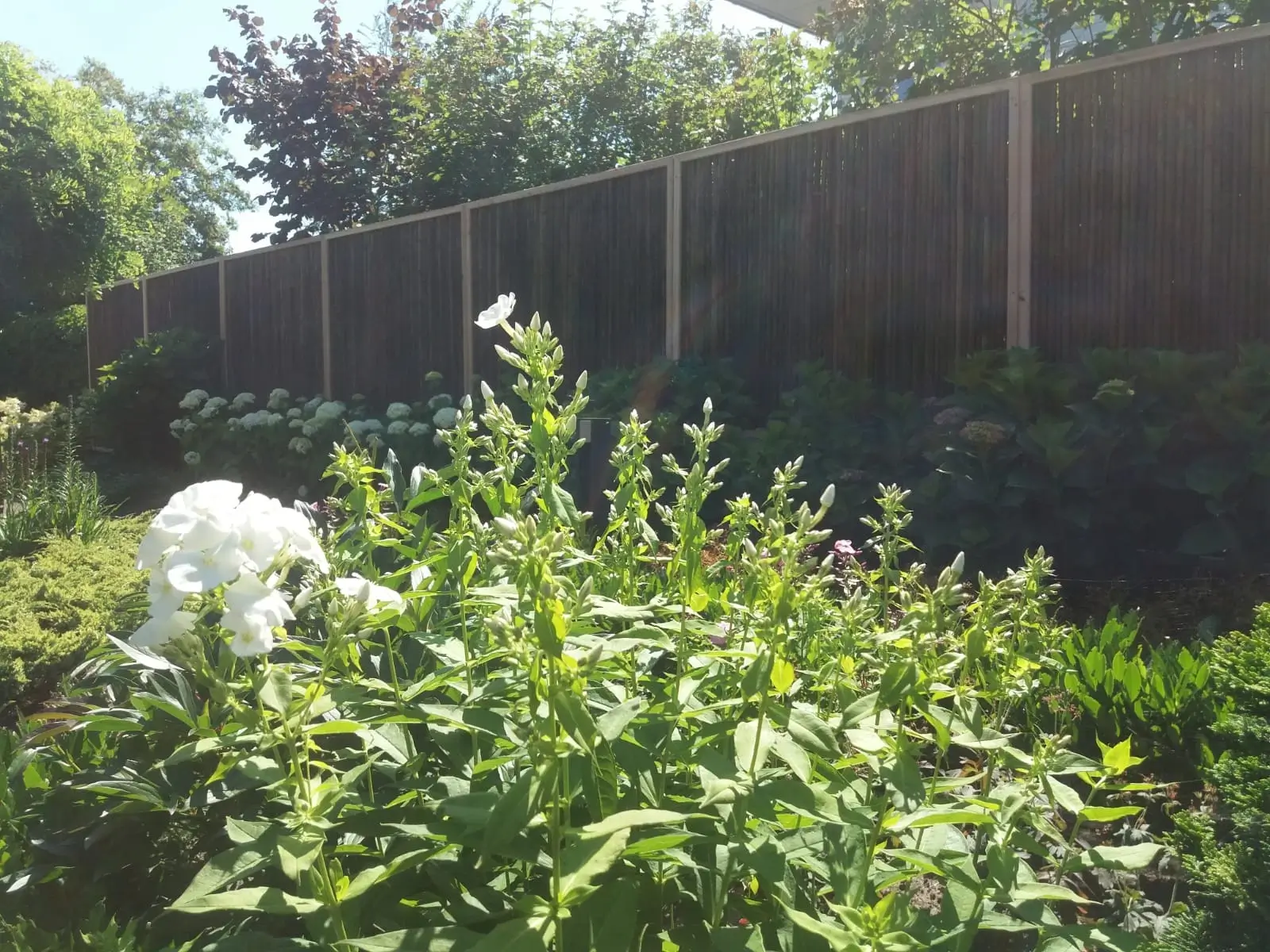 Natuurlijke schutting