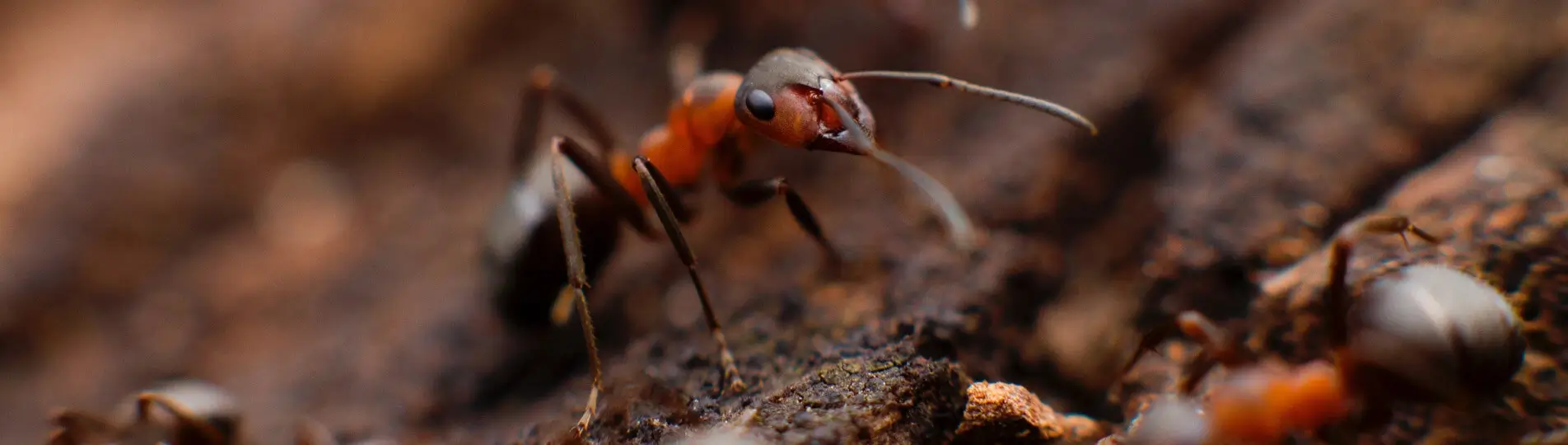 Ongediertebestrijding Roskam