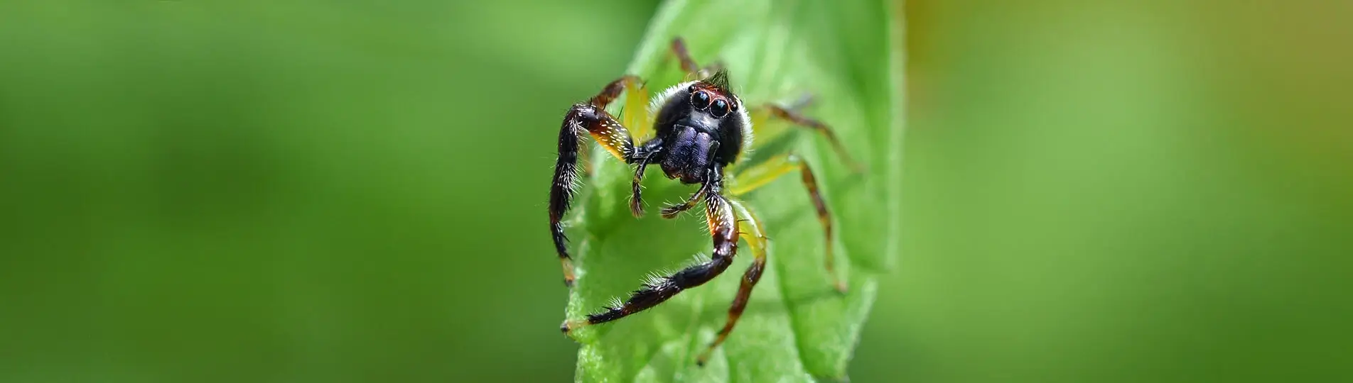 Ongediertebestrijding Roskam