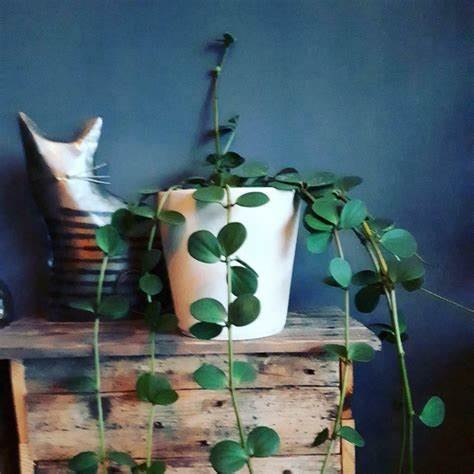 Peperomia Hope