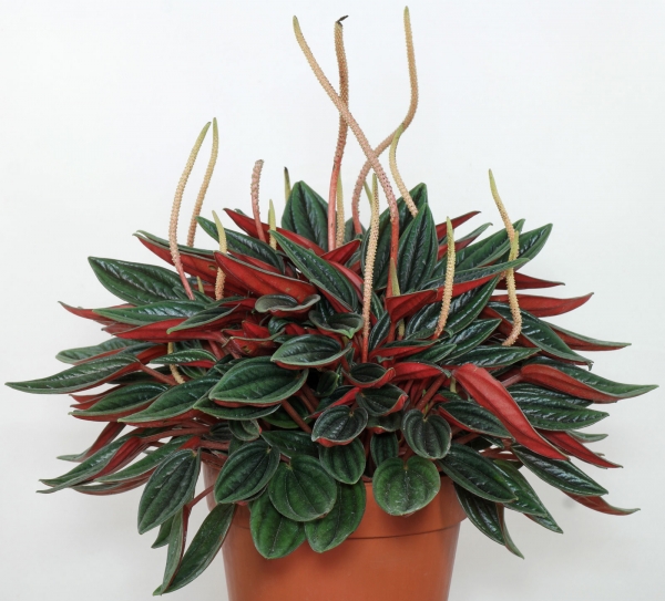 Bladstekken Peperomia Rosso