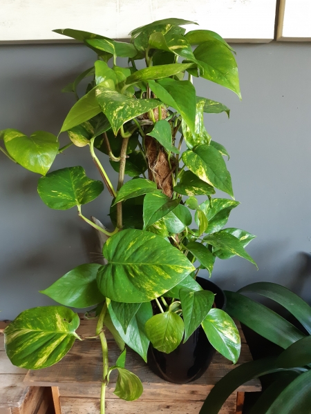Epipremnum Aureum / Drakenklimop