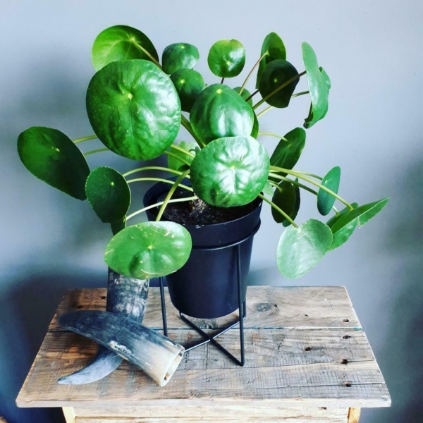 Pilea peperomioides
