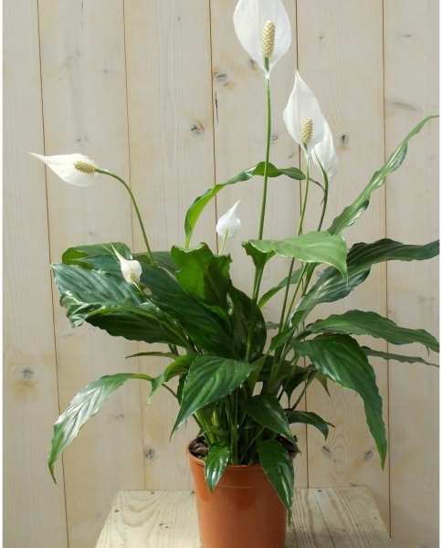 Stekje Lepelplant / Spathiphyllum