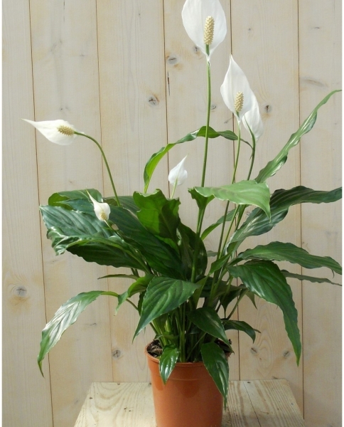 Spathiphyllum