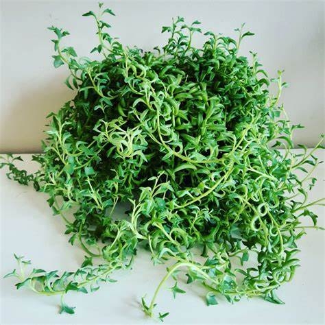 Dolfijnplantje / Senecio Peregrinus