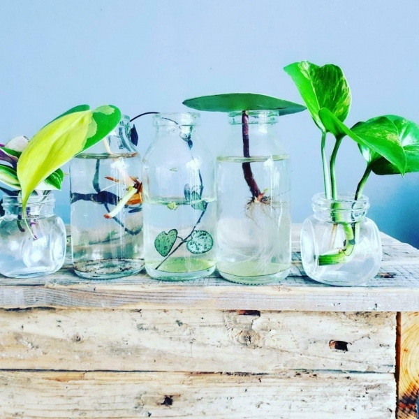 Surprise box with 7 easy cuttings
