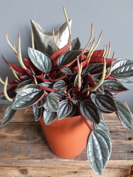 Bladstekken Peperomia Santorini