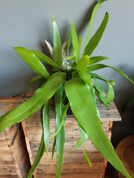 Epiphyllum "Pumilum"