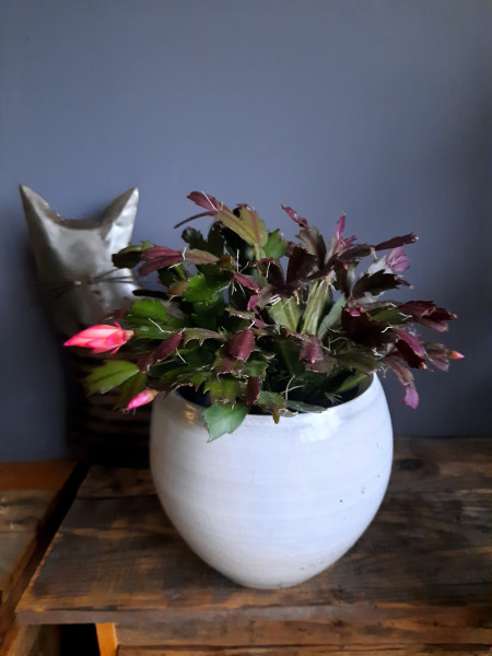 Stekje Kerstlidcactus / Schlumbergera, rode bloem