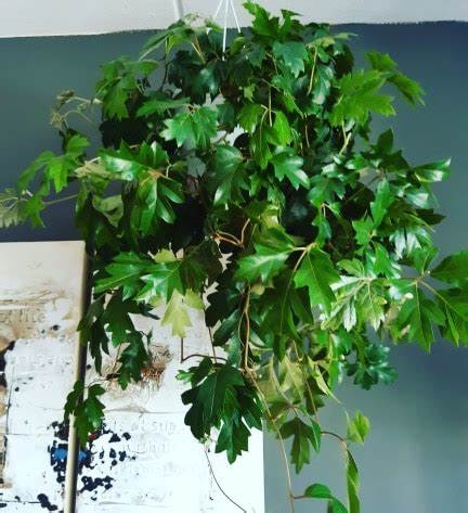 Cissus Rhombifolia " Ellen Danica " ( Koningswingerd )