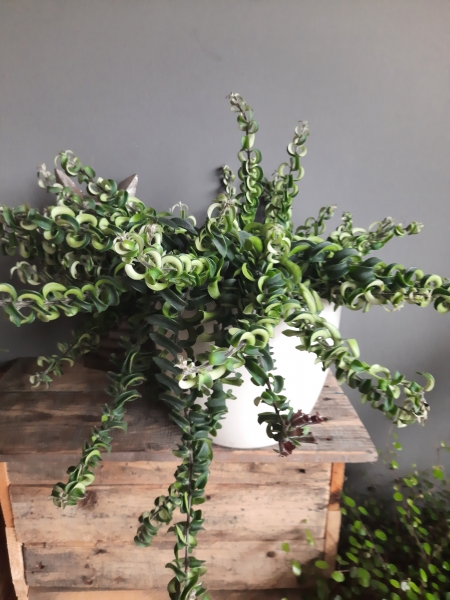 Stekje Lipstickplant 'Bluster' ( Aeschynanthus )