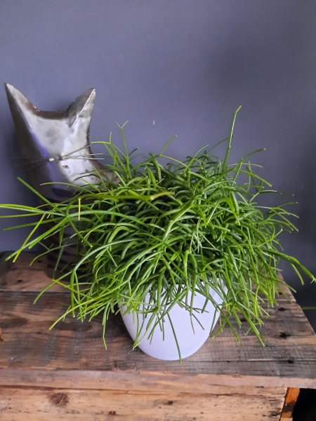 Rhipsalis Cashero