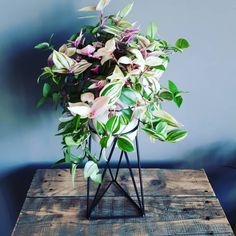 Tradescantia Tricolore