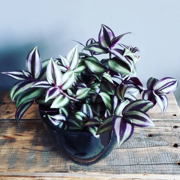 Tradescantia Violet Hill