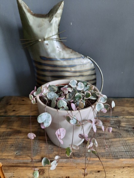 Chinees Lantaarnplantje Variegata