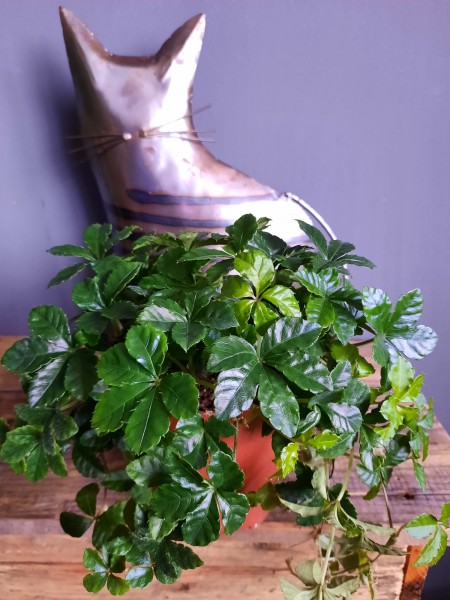 Parthenocissus  Striata / Suikerdruifje