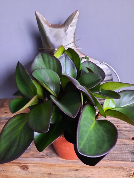 Peperomia  Red Margin