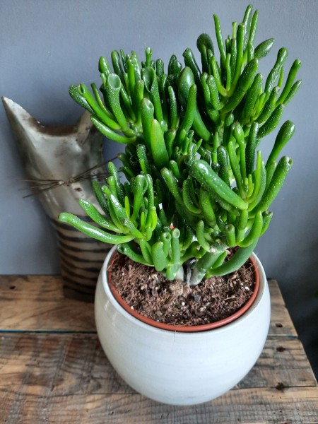 Stekje Crassula Hobbit