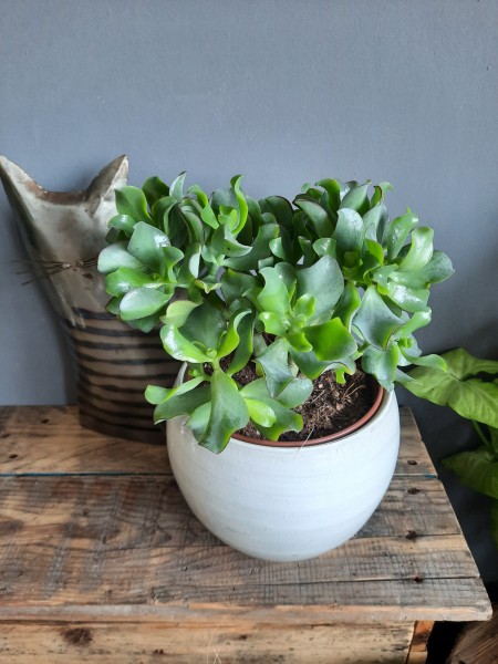 Crassula Curly