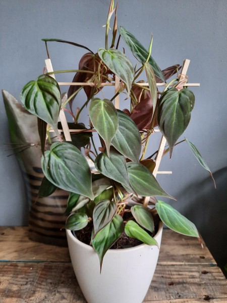 Philodendron Micans