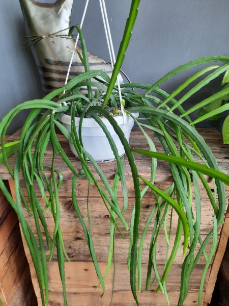 Stekjes Lepismium Bolivianum