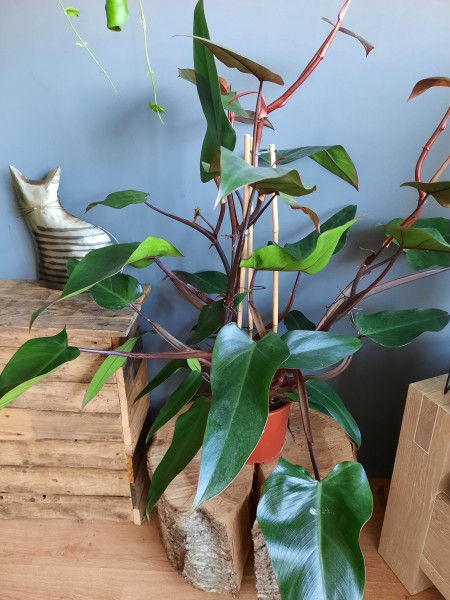 Stekje Philodendron New Red
