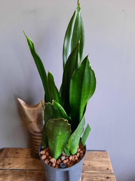 Sanseveria Black Diamond