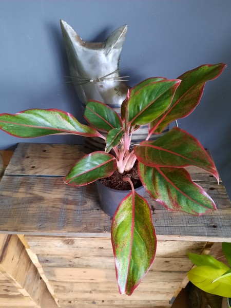 Stekje Aglaonema Jungle Red