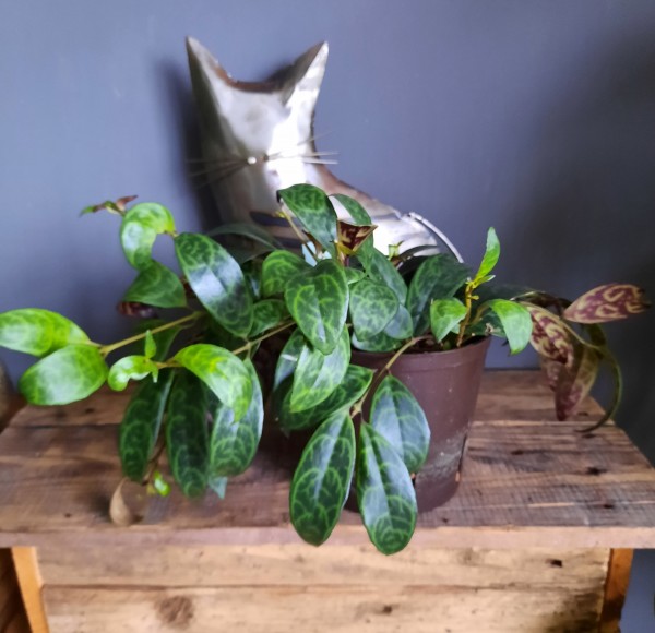 Stekje Aeschynanthus 