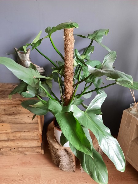 Philodendron 