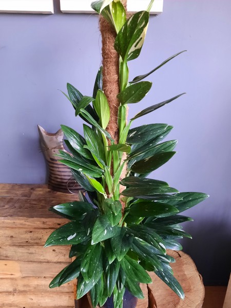 Stekje Monstera Standleyana  /   Philodendron Cobra