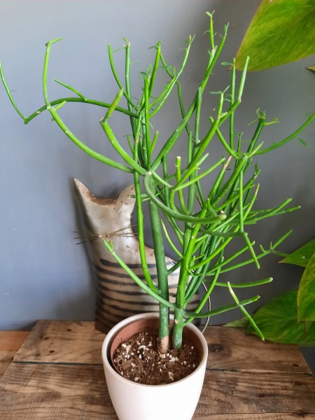 Stekjes Euphorbia Tirucalli / Potloodplant