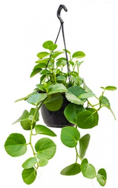 Cissus Rotundifolia
