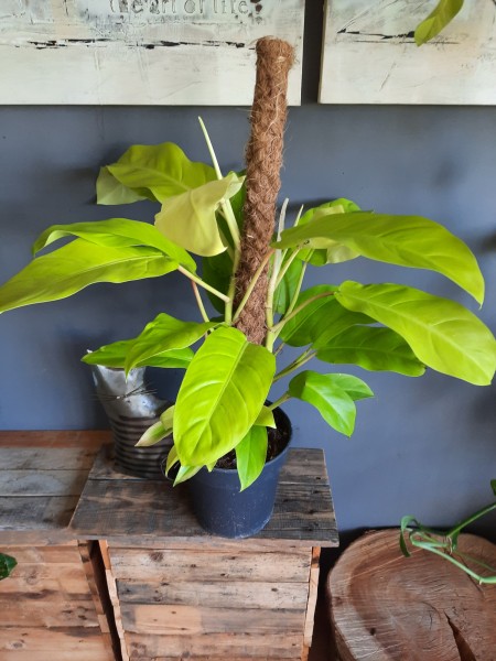 Stekje Philodendron Malay Gold