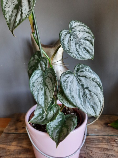 Philodendron Brandtanianum