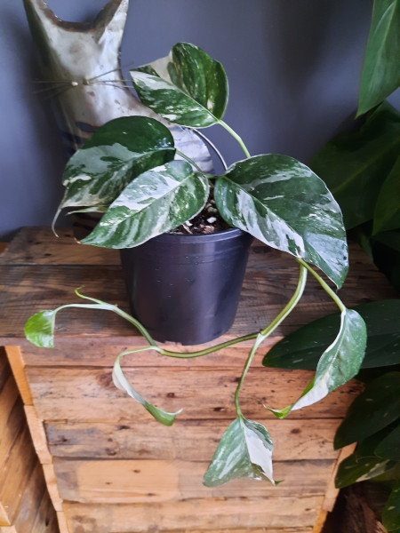 Epipremnum Pinnatum Albo Variegata