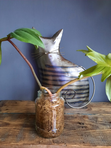 Verzorging van kamerplanten