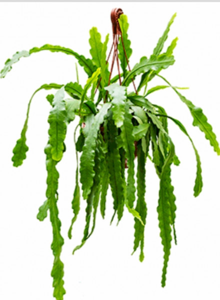 Stekje Epiphyllum Beavertail