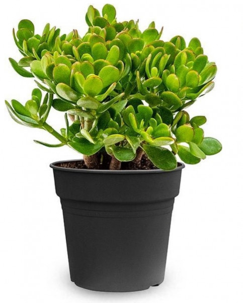 Stekje Crassula Ovata