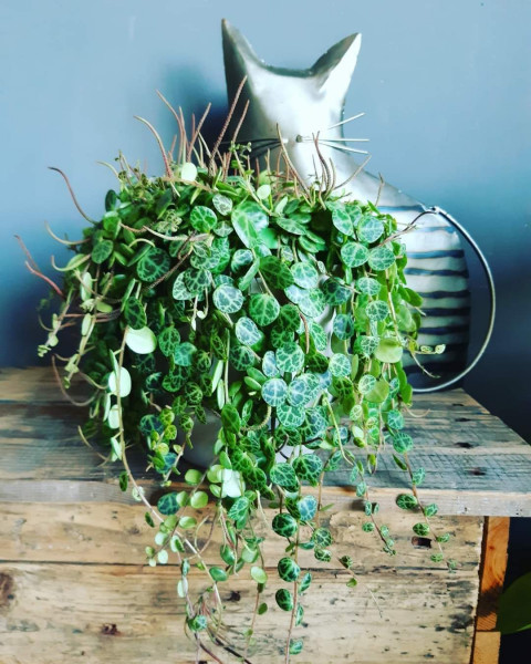 Stekken Peperomia Prostrata /  String of Turtles