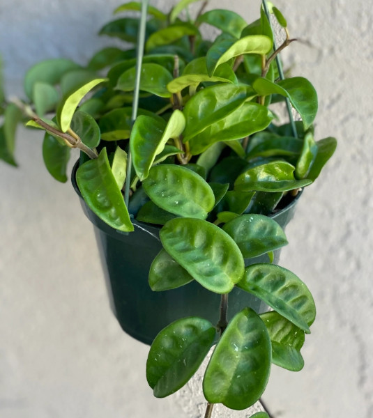 Stekje Hoya "Krinkle"