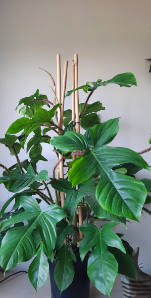 Stekje Philodendron Squamiferum